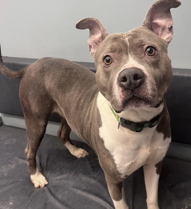 Jenny Jigsaw thumbnail 6