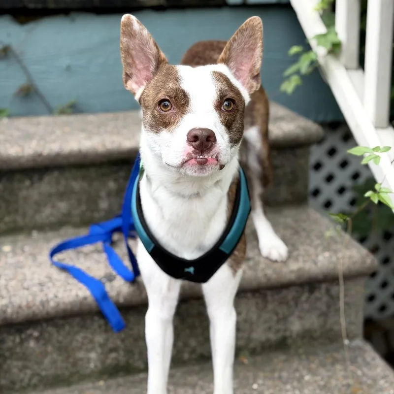 An adult small-sized male White / Cream Boston Terrier dog named Didier for adoption in New Orleans, LA