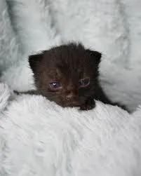 Mowgli thumbnail 2