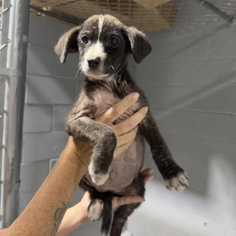 A baby small-sized female Mixed Breed dog named Panzy for adoption in Guntersville, AL