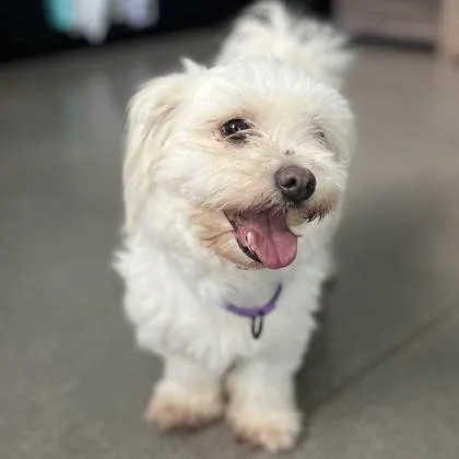 A senior small-sized female Mixed Breed dog named Gigi for adoption in Janesville, WI