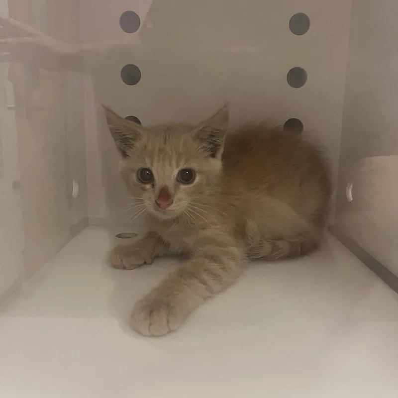 A baby small-sized male Buff / Tan / Fawn Domestic Short Hair cat named Rumbles for adoption in Cedar Rapids, IA