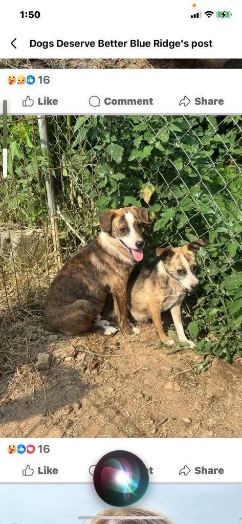 Little Miss thumbnail 3