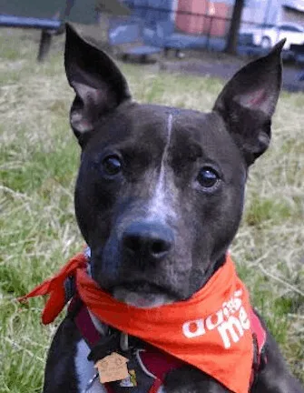 An adult medium-sized female Tricolor (Brown, Black, & White) Boxer dog named Ella for adoption in San Francisco, CA