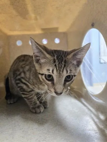 A baby small-sized male Domestic Short Hair cat named Micah for adoption in Daytona Beach, FL