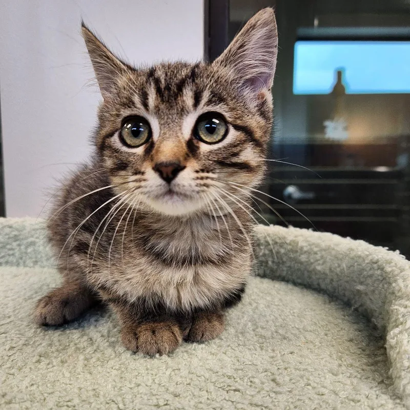 A baby medium-sized male Tabby (Brown / Chocolate) Domestic Short Hair cat named Dil for adoption in Liberty, MO