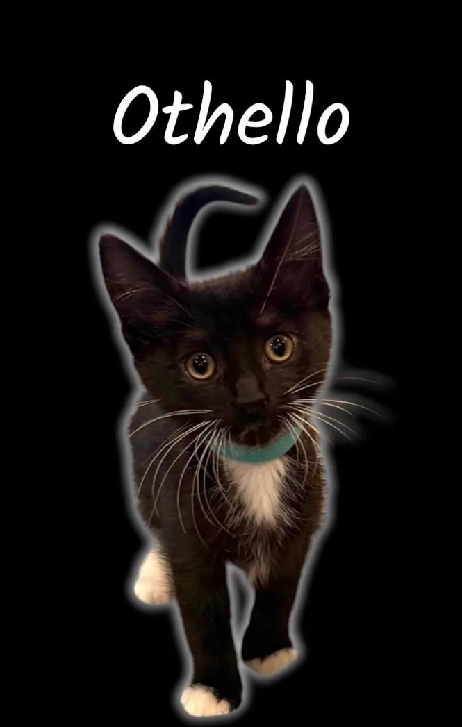 Othello thumbnail 2