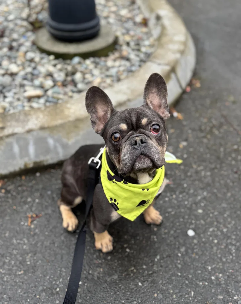 An adult small-sized male Gray / Blue / Silver French Bulldog dog named Yoda for adoption in lynnwood , WA