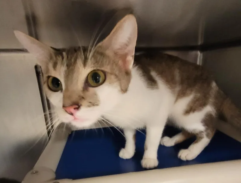 An adult large-sized female Domestic Short Hair cat named Amanda for adoption in Hopkinsville, KY