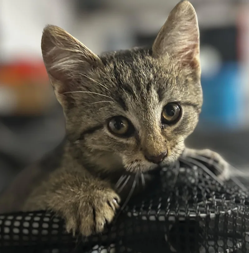 A young medium-sized male Domestic Short Hair cat named Jacques for adoption in Elkins, WV