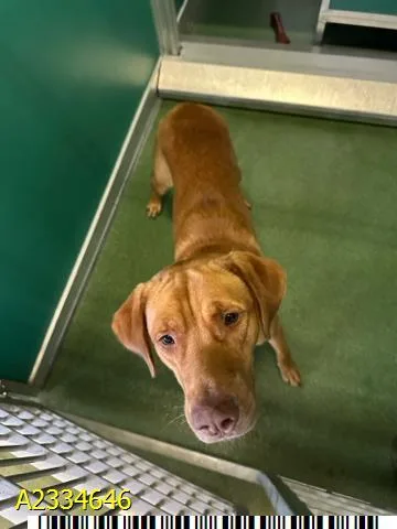 An adult large-sized male Mixed Breed dog named Squish for adoption in West Palm Beach, FL