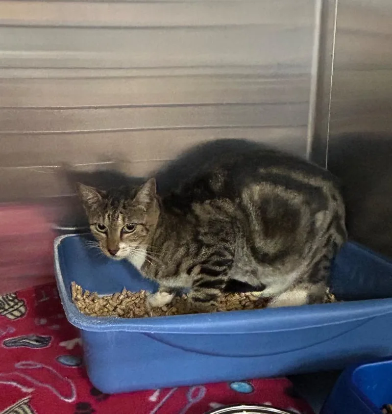 A young medium-sized female Domestic Short Hair cat named Milk Jug for adoption in Gautier, MS