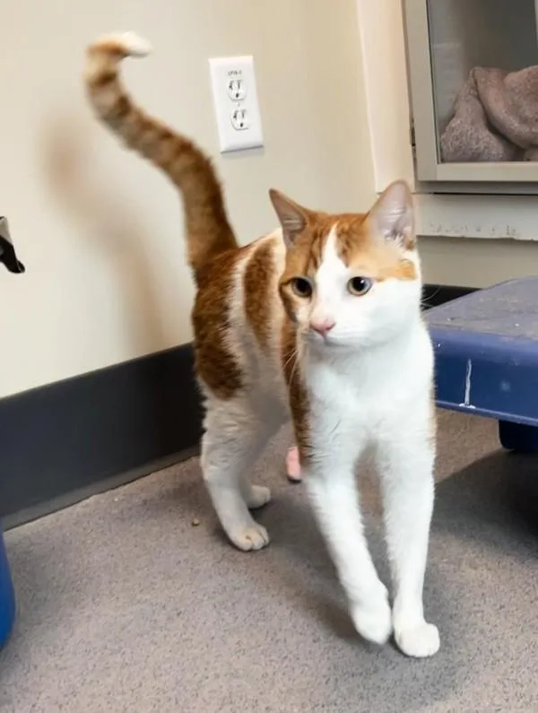 An adult large-sized male Domestic Short Hair cat named Sammy for adoption in Stratham, NH