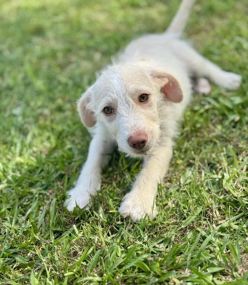 A baby medium-sized male White / Cream Poodle dog named Aden for adoption in Lucedale, MS