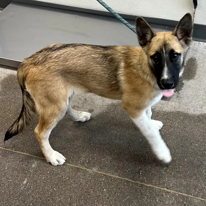 A baby medium-sized female Yellow / Tan / Blond / Fawn Mixed Breed dog named 111966 for adoption in Las Cruces, NM