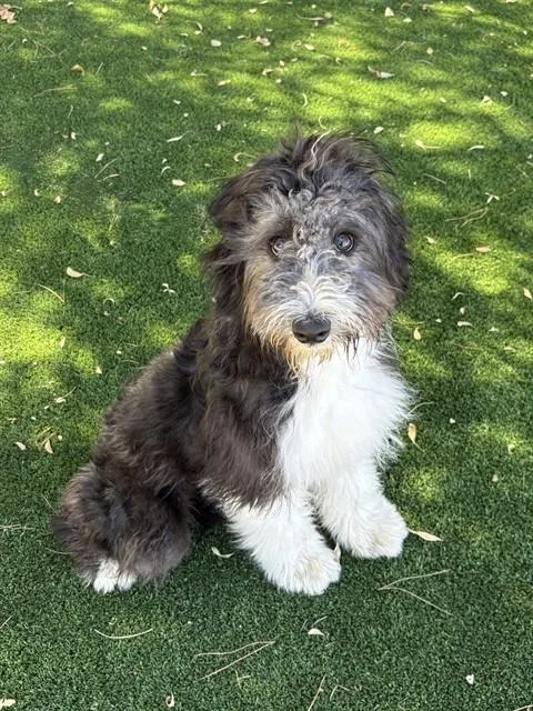 A baby medium-sized male Bearded Collie dog named Carbon for adoption in Castaic, CA