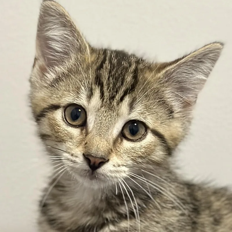A baby medium-sized male Tabby (Brown / Chocolate) Domestic Short Hair cat named Twiggy for adoption in Victor, NY