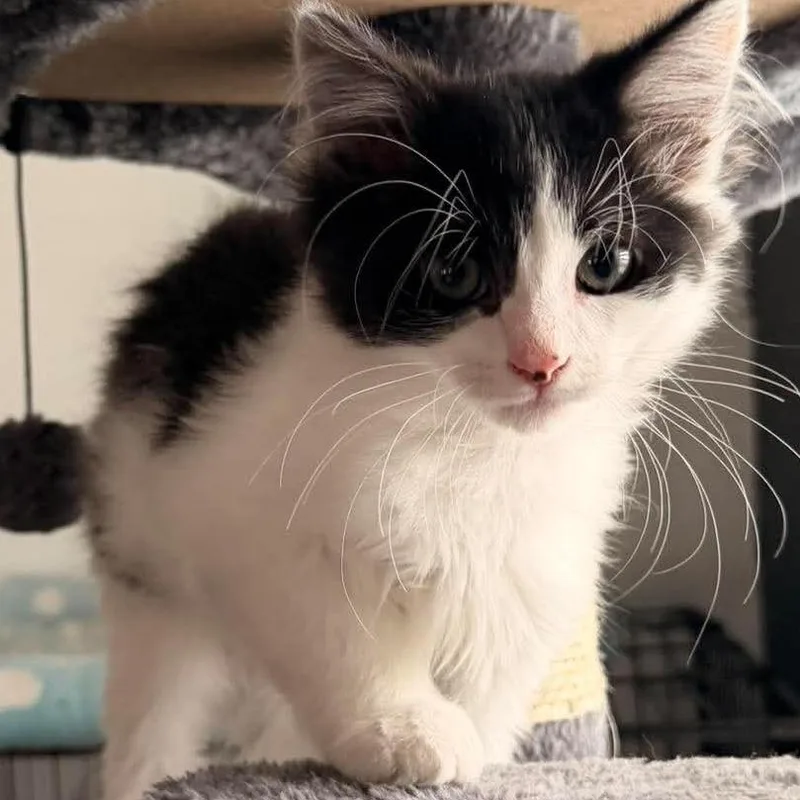A baby small-sized male Black Domestic Short Hair cat named Stitch Storesund for adoption in Eagle Mountain, UT