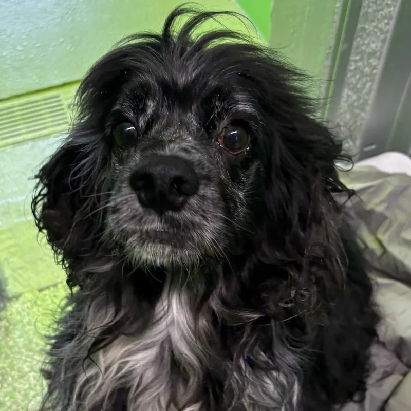 An adult medium-sized male Black Cocker Spaniel dog named Jordan for adoption in Calverton, NY