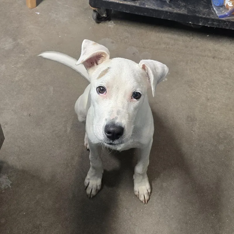 A young medium-sized male Pit Bull Terrier dog named Indiana Bones for adoption in Graham, TX