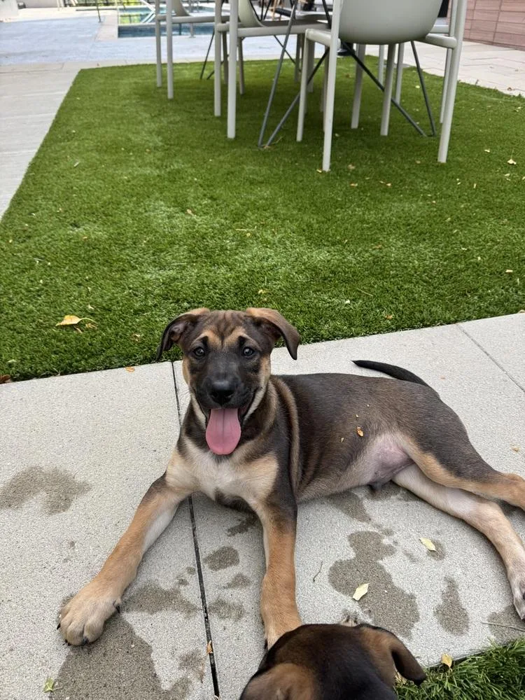 A baby medium-sized male Shepherd dog named Hiccup for adoption in Thornton, CO