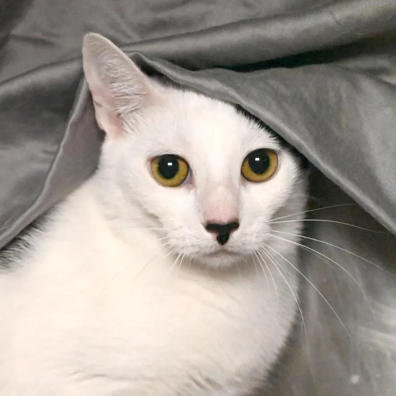 A young medium-sized female White Domestic Short Hair cat named Jane Doe for adoption in West Palm Beach, FL