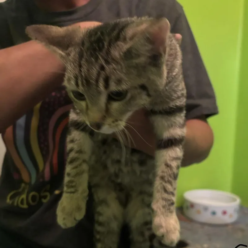 A baby small-sized female Brown / Chocolate Domestic Short Hair cat named Chloe for adoption in Midland, TX
