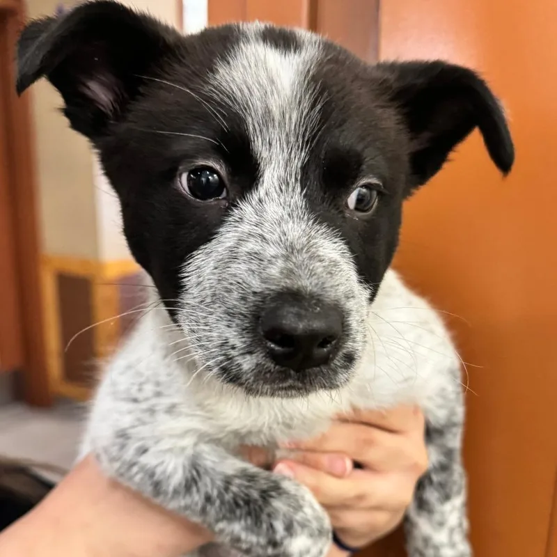 A baby medium-sized male White / Cream Australian Cattle Dog / Blue Heeler dog named IEPAStray for adoption in Upland, CA