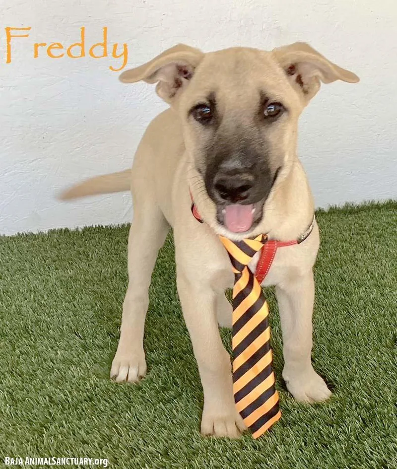 A baby medium-sized male Yellow / Tan / Blond / Fawn Black Mouth Cur dog named Freddy for adoption in San Diego, CA