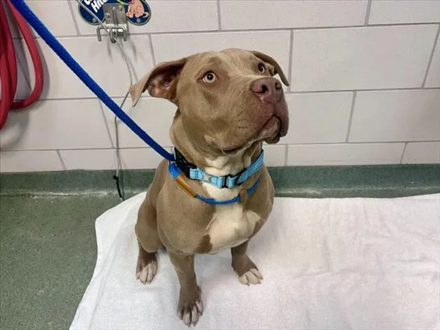 A young large-sized female Pit Bull Terrier dog named A for adoption in Santa Fe, NM