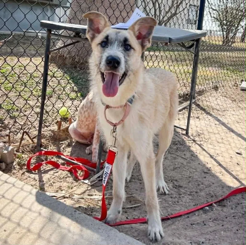 A young medium-sized male Shepherd dog named Max for adoption in Royal Oak, MI