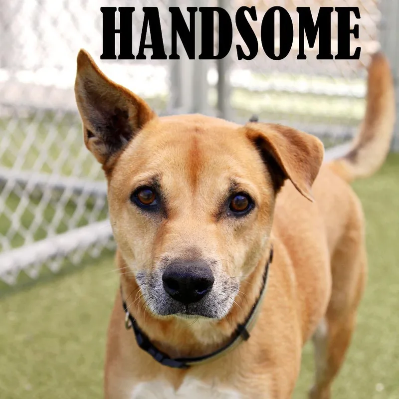 An adult medium-sized male Yellow / Tan / Blond / Fawn German Shepherd Dog dog named Handsome for adoption in Mooresville, NC