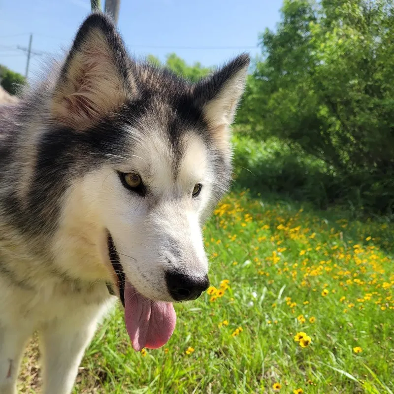 An adult medium-sized male Gray / Blue / Silver Husky dog named Bowie for adoption in Duncan, OK