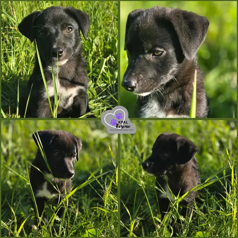 A baby large-sized female Tricolor (Brown, Black, & White) Mixed Breed dog named June Bug Nuts for adoption in Kenai, AK