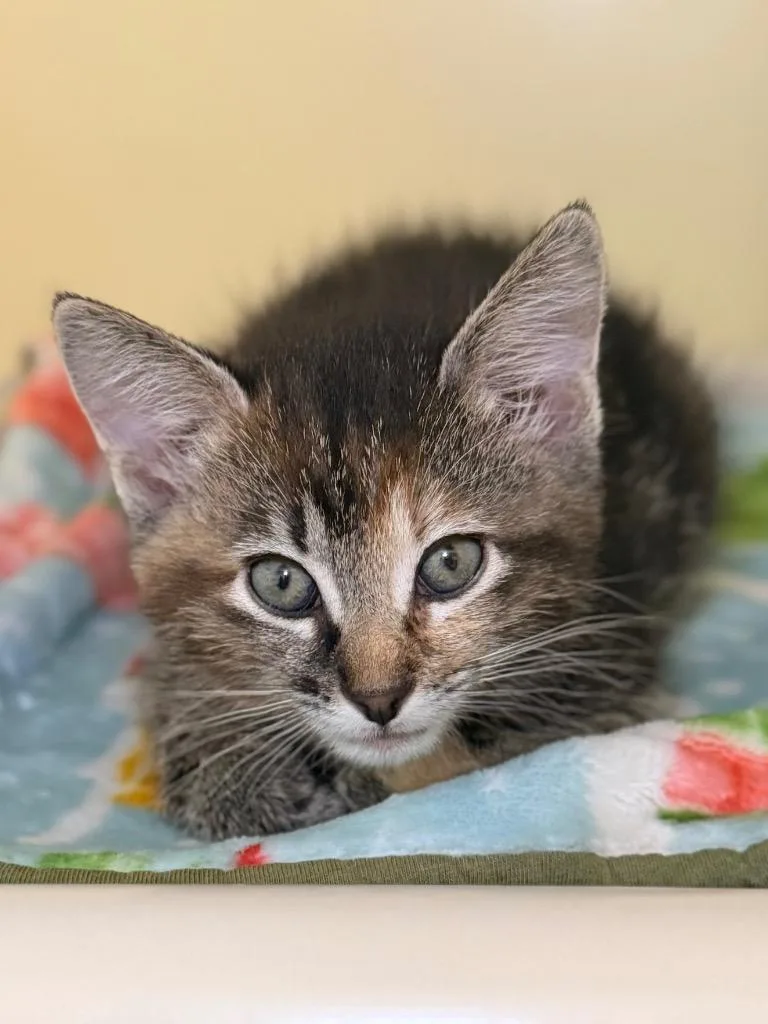 A baby medium-sized female Domestic Short Hair cat named Chip for adoption in Menomonie, WI