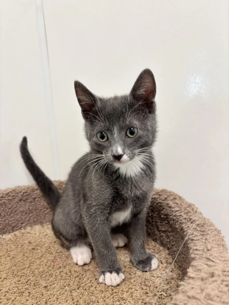 A baby medium-sized male Gray & White Domestic Short Hair cat named Ali for adoption in Waldport, OR