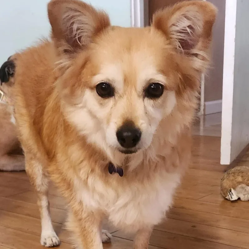 Princess thumbnail 3