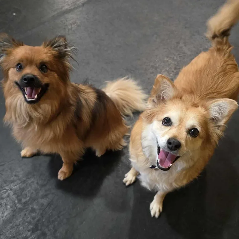 Princess thumbnail 4