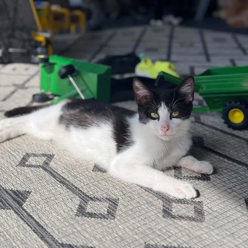 A baby small-sized male White Domestic Short Hair cat named Door Knob for adoption in Buffalo, MN