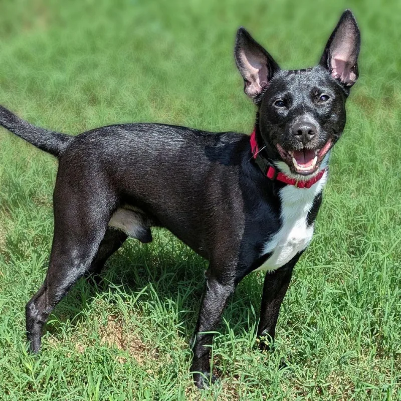 An adult medium-sized male Black Basenji dog named Thackery Binx for adoption in Charlottesville, VA