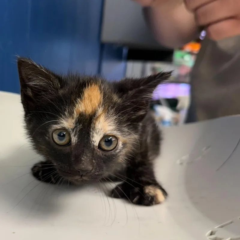 A baby small-sized female Tortoiseshell Domestic Short Hair cat named Bowtruckle for adoption in Oak Hill, WV