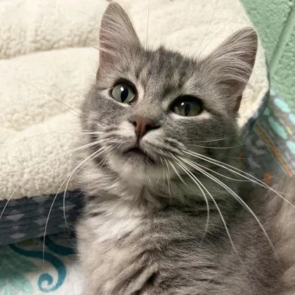 A young medium-sized female Gray / Blue / Silver Domestic Medium Hair cat named Edgar Alan Paw for adoption in North Myrtle Beach, SC
