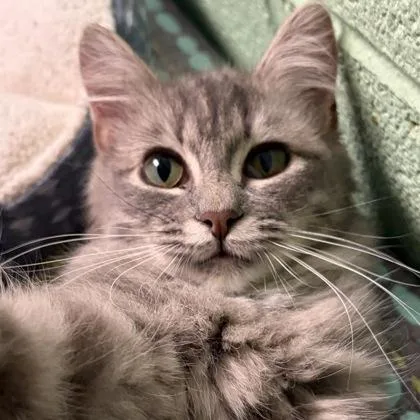 Edgar Alan Paw thumbnail 4