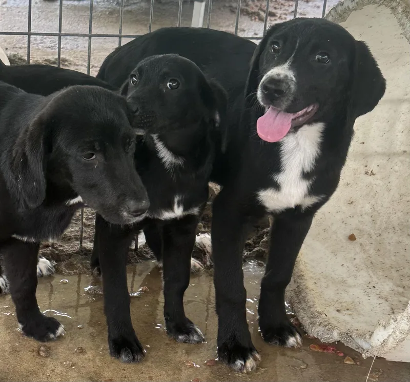 A young medium-sized male Black Labrador Retriever dog named Lazarus for adoption in Bruce, MS