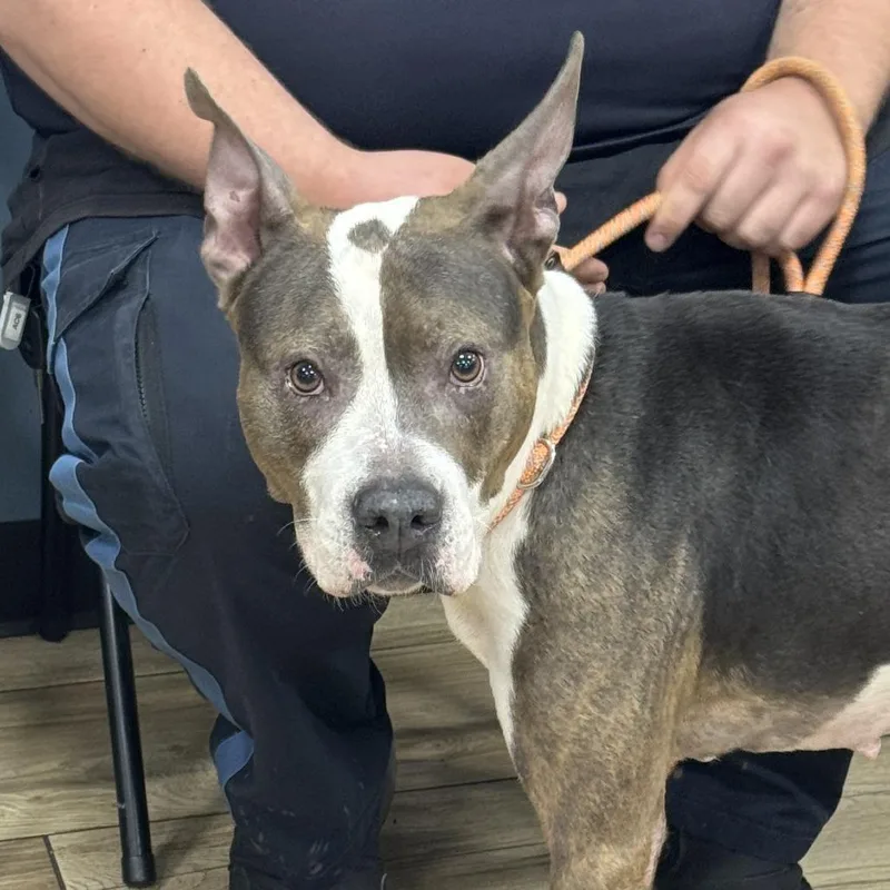 An adult medium-sized female Brindle Pit Bull Terrier dog named Remi for adoption in Newark, NJ