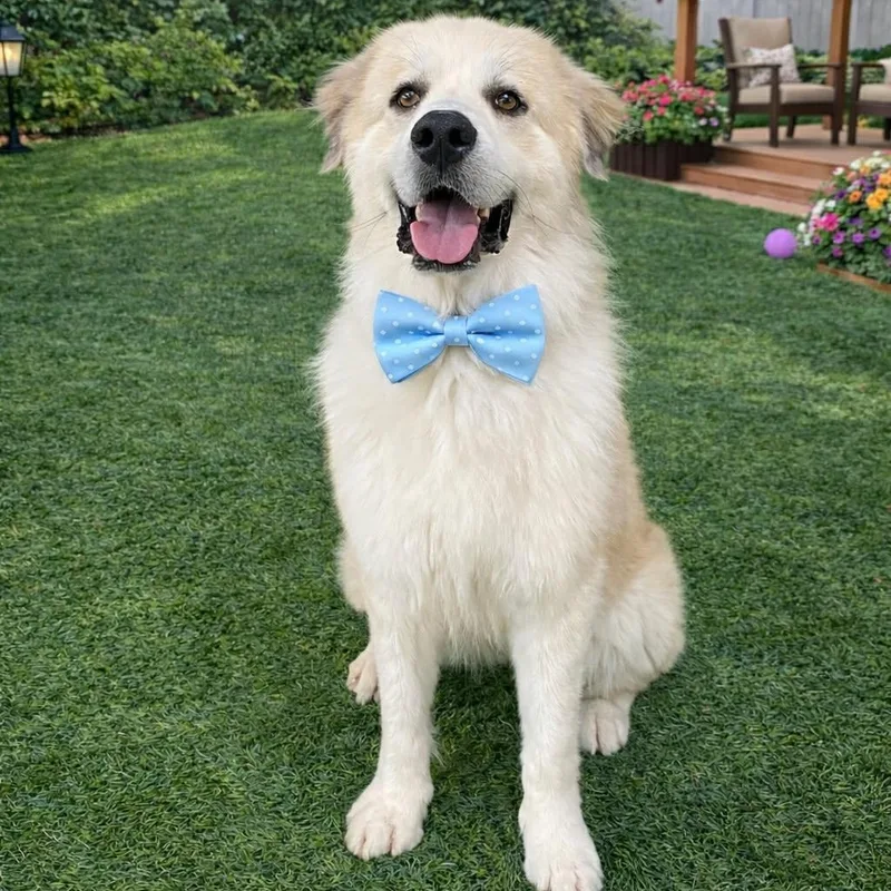 A young large-sized male Great Pyrenees dog named Iron Gs for adoption in Allen, TX