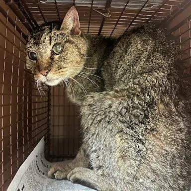 A senior medium-sized male Brown / Chocolate Domestic Short Hair cat named Linus for adoption in Austin, TX