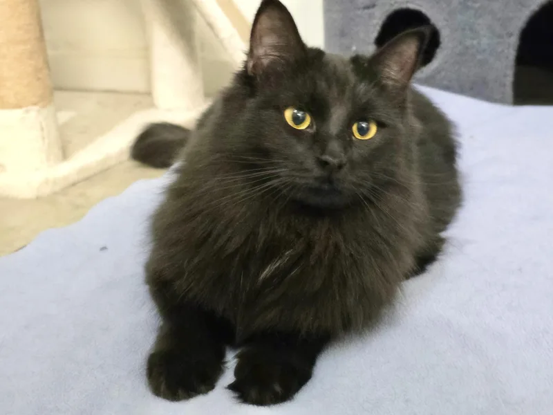A young large-sized female Black Norwegian Forest Cat named Duchess  outgoing  for adoption in Bonney Lake, WA