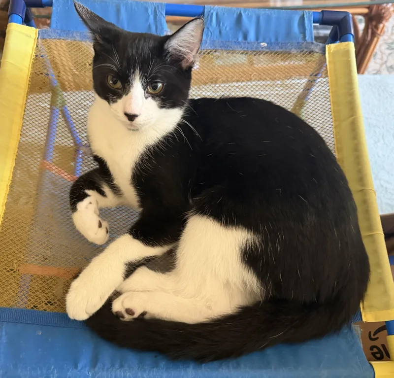 A young medium-sized male Tuxedo cat named Max for adoption in Bentonville, AR