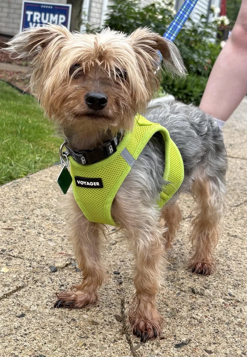A senior small-sized male Yorkshire Terrier dog named Taz for adoption in Oxford, MI